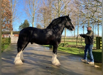 Shire Horse, Stallion, 8 years, 17.2 hh, Black