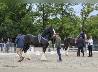 Shire Horse, Stallion, 8 years, 17.2 hh, Black