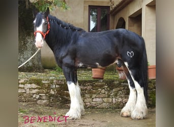 Shire Horse, Hengst, 8 Jahre, 18,1 hh, Dunkelbrauner