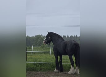 Shire Horse, Stallion, 8 years, 18.2 hh, Black
