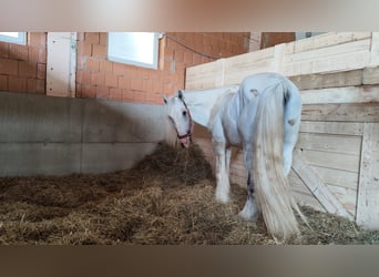 Shire Horse, Stallion, 9 years, 17.2 hh, Grey
