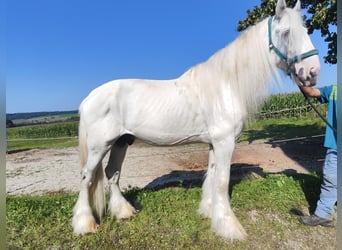 Shire Horse, Stallion, 9 years, 17,2 hh, Grey