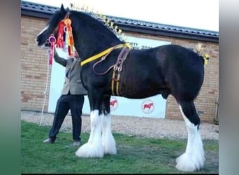 Shire Horse, Stallion, 21 years, 18.2 hh, Black