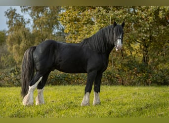 Shire Horse, Stallion, 11 years, 18 hh, Black