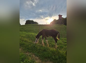 Shire Horse, Stallion, Foal (04/2024), 14,1 hh, Brown