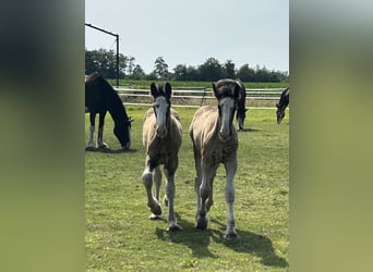 Shire Horse, Stallion, Foal (05/2024), 17,2 hh, Black