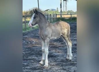 Shire Horse, Stallion, Foal (05/2024), 17,2 hh, Black