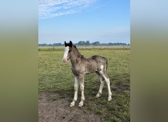 Shire Horse, Stallion, Foal (05/2024), 17,2 hh, Black