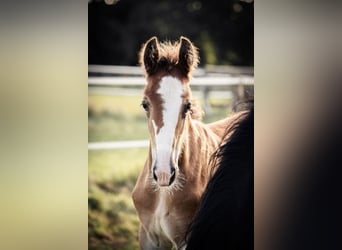 Shire Horse, Stallion, Foal (06/2024), 17,2 hh