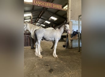 Shire Horse, Hengst, Fohlen (04/2024), 18 hh, Schimmel