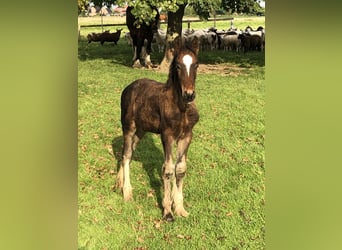 Shire Horse, Stallion, Foal (05/2025), Bay-Dark