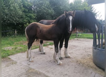 Shire Horse, Stallion, Foal (04/2025), Black
