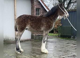 Shire Horse, Stallion, Foal (04/2025), Brown