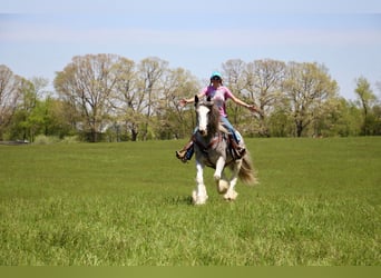 Shire Horse, Stute, 10 Jahre, 168 cm, Sabino