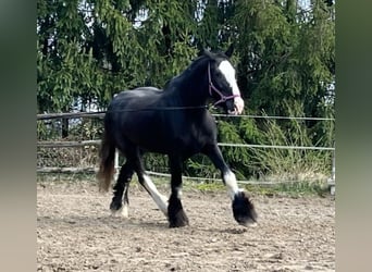 Shire Horse, Stute, 10 Jahre, 175 cm, Brauner