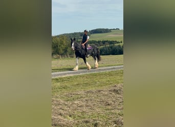 Shire Horse, Stute, 11 Jahre, 180 cm, Rappe
