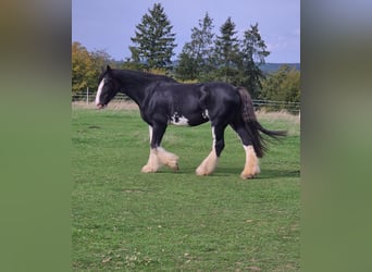 Shire Horse, Stute, 11 Jahre, 180 cm, Rappe
