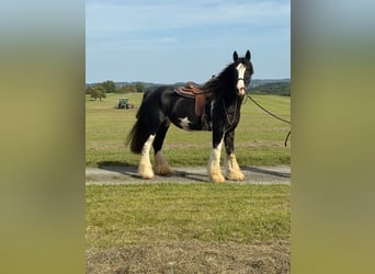 Shire Horse, Stute, 11 Jahre, 180 cm, Rappe