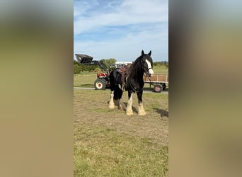 Shire Horse, Stute, 11 Jahre, 180 cm, Rappe