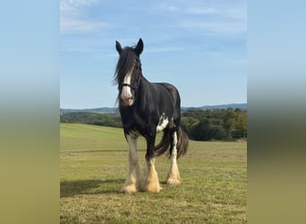 Shire Horse, Stute, 11 Jahre, 180 cm, Rappe