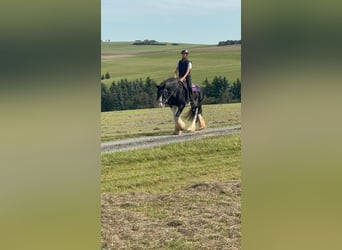 Shire Horse, Stute, 11 Jahre, 180 cm, Rappe