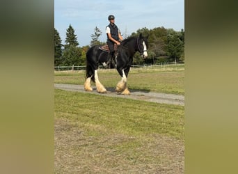 Shire Horse, Stute, 11 Jahre, 180 cm, Rappe