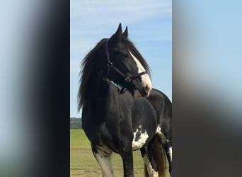 Shire Horse, Stute, 11 Jahre, 180 cm, Rappe