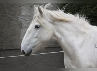 Shire Horse, Stute, 11 Jahre, 180 cm, Schimmel