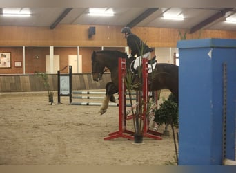 Shire Horse, Stute, 11 Jahre, 183 cm, Brauner