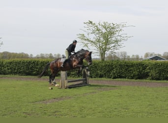 Shire Horse, Stute, 11 Jahre, 183 cm, Brauner