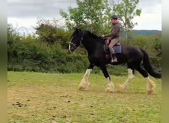 Shire Horse, Stute, 11 Jahre, 185 cm, Rappe