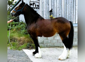 Shire Horse, Stute, 11 Jahre