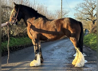 Shire Horse, Stute, 12 Jahre