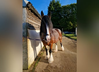 Shire Horse, Stute, 14 Jahre, 174 cm, Rotbrauner