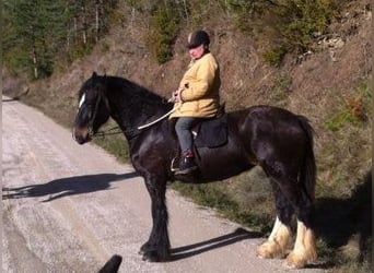 Shire Horse, Stute, 14 Jahre, 179 cm, Schwarzbrauner