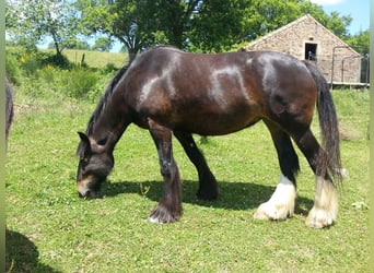 Shire Horse, Stute, 14 Jahre, 179 cm, Schwarzbrauner