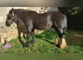 Shire Horse, Stute, 14 Jahre, 179 cm, Schwarzbrauner