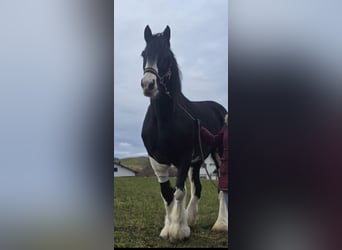 Shire Horse, Stute, 14 Jahre, 180 cm, Rappe