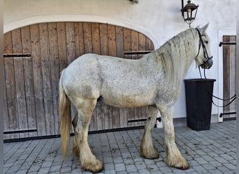 Shire Horse, Stute, 14 Jahre, 180 cm, Schimmel
