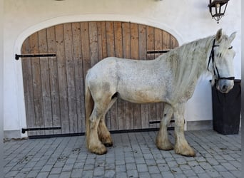 Shire Horse, Stute, 14 Jahre, 180 cm, Schimmel