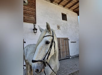 Shire Horse, Stute, 14 Jahre, 180 cm, Schimmel