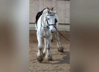 Shire Horse, Stute, 15 Jahre, 176 cm, Schimmel