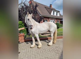 Shire Horse, Stute, 15 Jahre, 178 cm, Schimmel