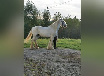 Shire Horse, Stute, 16 Jahre, 169 cm, Schimmel