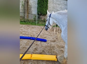 Shire Horse, Stute, 16 Jahre, 173 cm, Schimmel