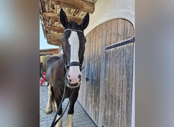 Shire Horse, Stute, 16 Jahre, 175 cm, Brauner