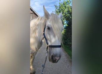Shire Horse, Stute, 16 Jahre, 176 cm, Schimmel
