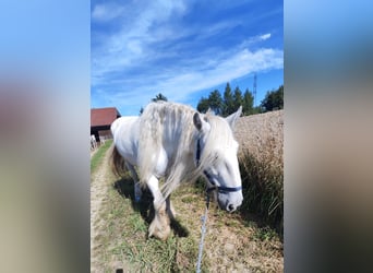 Shire Horse, Stute, 16 Jahre, 176 cm, Schimmel