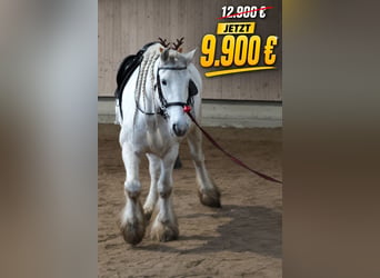 Shire Horse, Stute, 16 Jahre, 176 cm, Schimmel