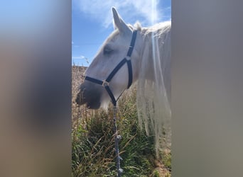 Shire Horse, Stute, 16 Jahre, 176 cm, Schimmel